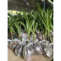 ราคา มะพร้าวน้ำหอมบ้านแพ้วต้นเตี้ยลูกดก (5786059477)