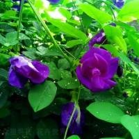ราคา เมล็ดพันธุ์ ดอกอัญชัน อัญชันสีม่วง กลีบซ้อน 5 ชั้น (Butterfly Pea Seed) บรรจุ 20 เมล็ด ปลูกง่าย อัตราการงอกสูง (48851464385)