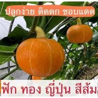 ราคา เมล็ดพันธุ์ ฟักทองญี่ปุ่น (Japanese pumpkin) 20-25เมล็ด (3060570163)