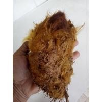 ราคา ว่านลูกไก่ทองขนาดเล็ก ขนสีทองสร้างโชคลาภแก่ผู้ปลูก ลูกไก่ทอง ไก่ทอง ว่านลูกไก่ ไม้มงคล (8196200986)