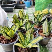 ราคา ต้นลิ้นมังกรแคระ ด่าง (Sansevieria Hahnii) (46563396468)