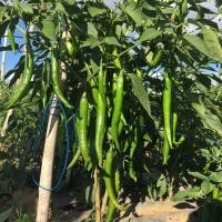 ราคา 40 เมล็ด พริกแด้ พริกแต้ พริกนก พริกแจว พริกน้ำ Pepper Seeds สายพันธุ์ พริกหนุ่มเขียว หยกสยาม (57559020647)