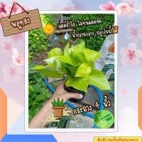 ราคา พลูทอง ต้นไม้ฟอกอากาศ ต้นไม้ พลูด่าง พลู พลูด่างฟอกอากาศ ไม้มงคล ต้นไม้จิ๋ว ไม้ประดับ (11742131811)