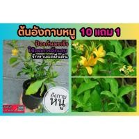 ราคา ต้นอังกาบหนู​ .สมุนไพรไทย​พื้นบ้าน บำรุงร่างการ สมุนไพรโบราณ ผักสวนครัว ดินน้ำ ปุ๋ย ต้นไม้ ยาสมุนไพรไทย ตำรับยา รักษากาย (24729244263)