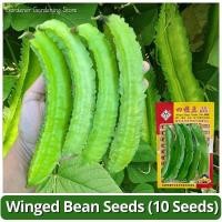 ราคา 10เมล็ด/แพ็ค เมล็ดพันธุ์ ถั่วพู Winged Bean Seeds Vegetable Seeds for Planting เมล็ดถั่วพู F1 เมล็ดพันธุ์ผัก ผักสวนครัว (42630829669)