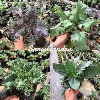 ราคา ต้นแคล ใบหยิก Kale มีหลายพันธุ์ (แบบถุง )ผักคะน้า ผักแคล ประโยชน์เยอะ พร้อมทาน (21086280292)