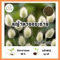 ราคา เมล็ดพันธุ์ หญ้าหางกระต่าย บรรจุ 50 เมล็ด (24570546275)
