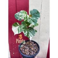ราคา โพธิ์ด่าง 7 สี หรือต้นโพธิ์ทะเลด่าง (Thespesia populnea variegated) (9793543694)