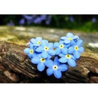 ราคา เมล็ด ดอกอย่าลืมฉัน - Forget Me Not Flower (138791213)