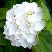 ราคา 20 เมล็ด ไฮเดรนเจีย ไฮเดรนเยีย Hydrangea Seeds ดอกสีขาว สายพันธุ์ฝรั่งเศส (4493926921)