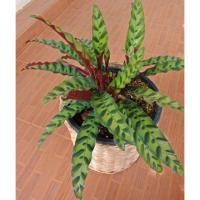 ราคา F208 คล้ากาเหว่าลาย Calathea Lancifolia แลนซิโฟเลีย กระถาง 11 นิ้ว ไม้ประดับใบสวย อ่านก่อนสั่ง (4438772440)