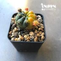 ราคา แม่ลูกดก ลูกชุบ ยิมโนแดมซิไอด่างส่งแบบเปลือยราก ไซส์ให้ดอกและหน่อdamsii cactus แม่ลูกดกด่าง (18976683483)