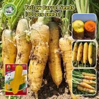 ราคา เมล็ดสด100% เมล็ดพันธุ์ แครอทสีเหลือง Yellow Carrot Seeds Vegetable Seed ผักออร์แกนิก เมล็ดแครอท เมล็ดพันธุ์แท้ ปลูกง่าย (24943364993)