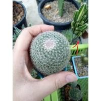 ราคา Mammillaria microthele แมมนกฮูก ขนาด 2.5-3.5 cm. (8301682060)