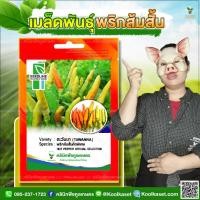 ราคา พันธุ์ผัก พริกส้มสั้น ตะวันนา SL ซีดไลน์ ติดผลดก ผลผลิตสูง ผลสุก สีส้มอมแดง 6 ซอง คูลเกษตร KL01 (26193918764)