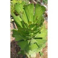 ราคา หัวใจนาคราชเขียวEuphorbia poissonii ต้นไม้อวบน้ำ สกุลยูโฟเบีย (Euphorbia) (26053721509)
