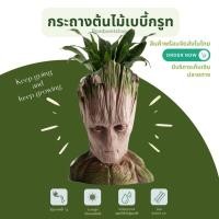 ราคา พร้อมส่ง groot pot กระถางกรูท ตอนโต กระถางต้นไม้ (25832433709)