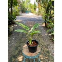 ราคา Schismatoglottis Wallichii Variegated กวักพระพรหมด่าง (27165409652)