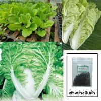 ราคา เมล็ดผักกาดขาวปลีพันธุ์เบา 400-500 เมล็ด ซื้อ 10 แถม 2 คละได้ เลือกของแถมได้ คิดถึงเมล็ดผัก คิดถึง skinsun (3232085007)