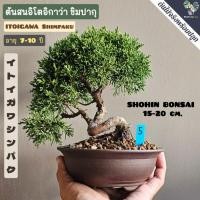 ราคา บอนไซ ไซส์เล็ก/ไซส์กลาง ต้นสนอิโตอิกาว่า ชิมปากุ (นำเข้าจากญี่ปุ่น) (ขนาดสูง10-20cm.) เลือกต้นได้ตรงปกตามรูป (29659056474)