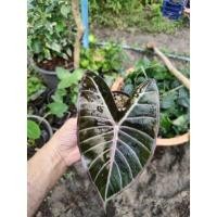 ราคา บอนดำสตูลก้านชมพู บอนดำสตูล (10058819603)