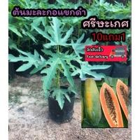 ราคา ต้นมะละกอแขกดำศรีสะเกษ ผักผลไม้ ต้นไม้ ต้นกล้า เมล็ดพันธุ์ ดิน ปุ๋ย กระถางต้นไม้ ผักสวนครัว สมุนไพรไทย จัดสวน แต่งบ้าน (52753527083)