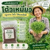 ราคา เมล็ดโต้วเหมี่ยว (ต้นอ่อนถั่วลันเตา) 1 kg (3977841444)