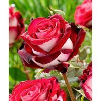ราคา 10 เมล็ด กุหลาบ Rose Seeds ราชินีแห่งดอกไม้ สายพันธุ์ Osiria สีแดงขาว (50459013257)
