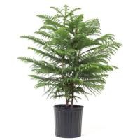 ราคา เมล็ด สนฉัตร สนประดับ(Norfolk island pine) บรรจุ 5 เมล็ด นำเข้า พันธุ์แท้100% (14010026503)