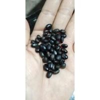 ราคา หมามุ่ย​ไทย​ ขายเมล็ดพันธุ์1ชุด50บาทบรรจุ50เมล็ด​(สำหรับปลูก) (10960665579)