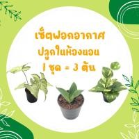 ราคา โปร 2.2 เซ็ตฟอกอากาศ ปลูกในห้องนอน (1 ชุด = 3 ต้น) พลูด่าง ลิ้นมังกร เงินไหลมา ต้นไม้มงคล ต้นไม้ฟอกอากาศ สดชื่ (20707422159)