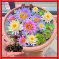ราคา 20เมล็ด/ซอง สีผสม บัวจิ๋ว Mini Lotus Water Lily Seeds บัว เมล็ดบัวจิ๋ว เมล็ดดอกไม้ บัวแคระ เมล็ดบัวแคระ ดอกบัวน้ำ บอนสี (52410137133)