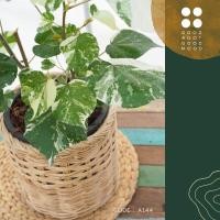 ราคา โพธิ์ 7 สี ไม้ด่างมงคล ต้นใหญ่ ฟอร์มสวย (12217772995)