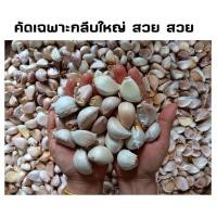ราคา กระเทียม กระเทียมจีน แกะกลีบ คัดกเฉพาะกลีบใหญ่สวย เกรด A ไม่ฝอ สด สะอาด (25161903931)