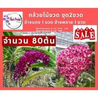 ราคา ชุด 2 ขวด กล้วยไม้ขวด ช้างแดง 1ขวด + ช้างพลาย 1 ขวด ต้นอ่อนกล้วยไม้ ช้างแดง+ช้างพลาย กล้วยไม้สกุลช้าง กล้วยไม้เพาะเมล็ด (3849163727)