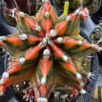 ราคา ❤️❤️มีส่งด่วน❤️❤️ยิมโน ชำหน่อ (SV360)/Cactus /Gymno/Gymnocalycium/ยิมโนด่าง/ไม้ชำหน่อ​ (46710361884)