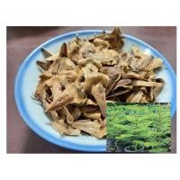 ราคา เมล็ดสนฉัตร (Araucaria) #สนฉัตร #เมล็ดพันธุ์ #เมล็ด (7763921740)