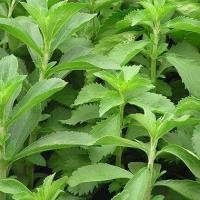 ราคา 30 เมล็ด หญ้า หญ้าหวาน สตีเวีย Stevia Seeds (44022783028)