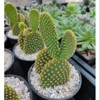 ราคา กระบองเพชร แคคตัส (cactus)หูกระต่าย Big size (Opuntia Microdasys / Yellow Bunny ear) (4936215647)