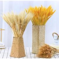 ราคา 100ชิ้นโกลเด้นหูข้าวสาลีดอกไม้แห้งธรรมชาติเมล็ดพืชช่อสําหรับงานแต่งงานตกแต่งแห้งแห้งแห้งเก็บรักษาดอกไม้生花 (57706606761)