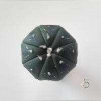 ราคา Cactus/ Astrophytum nudum (98624912)