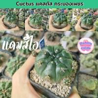 ราคา แดมสิไอ ยิมโน แม่ลูกดก ลูกชุบ กระบองเพชร แคคตัส cactus (43152958642)