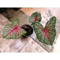 ราคา บอนนกกระทา สวยกัดสี ชัดเจนสวยงามมาก (12008311975)