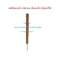 ราคา (3-5อัน) เสาใยมะพร้าว ยาว 100ซม. หลักไม้เลื้อยใยมะพร้าว เสาไม้เลื้อย เสาต้นไม้ หลักมะพร้าว หลักใยมะพร้าว หลักไม้เลื้อย (14745976393)