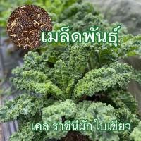 ราคา เมล็ดเคลใบหยิก คะน้าเคลใบหยิก เคลใบหงิก Kale เมล็ดเกรดแท้นำเข้าอเมริกา มีบริการเก็บเงินปลายทาง (27009842646)