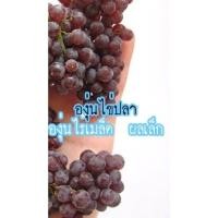ราคา กิ่งพันธุ์องุ่น แบบติดตา พันธุ์ไข่ปลา ไร้เมล็ด สีแดงโทนดำ ลูกเล็ก (21583901401)
