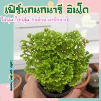ราคา กนกนารี อินโด (ใบเกลียว แตกกอ มีรากอากาศ) ไม้เขียวในร่มสุดคิ้ว ยิ่งปลูกเยอะยิ่งสวย ใครหาไม้ในร่มโซนเย็นแนะนำปลูกจ้า (21784785524)