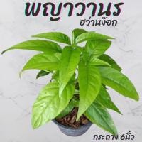 ราคา ต้นพญาวานร (ฮว่านง็อก) กระถาง6นิ้ว (23455646809)