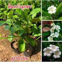 ราคา ต้นแก้วมุกดา ต้นสวยพร้อมส่งครับ สูง50เซนครับ (24840897161)