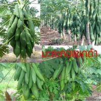 ราคา อินทรีย์ ต้น ดอก/เมล็ดพันธุ์ มะละกอแขกดำ 20 เมล็ด ปลูกง่าย ปลูกได้ทั่วไทย WV1B (18935161440)